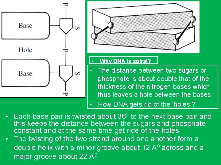  • Why DNA is spiral? • The distance between two sugars or phosphate