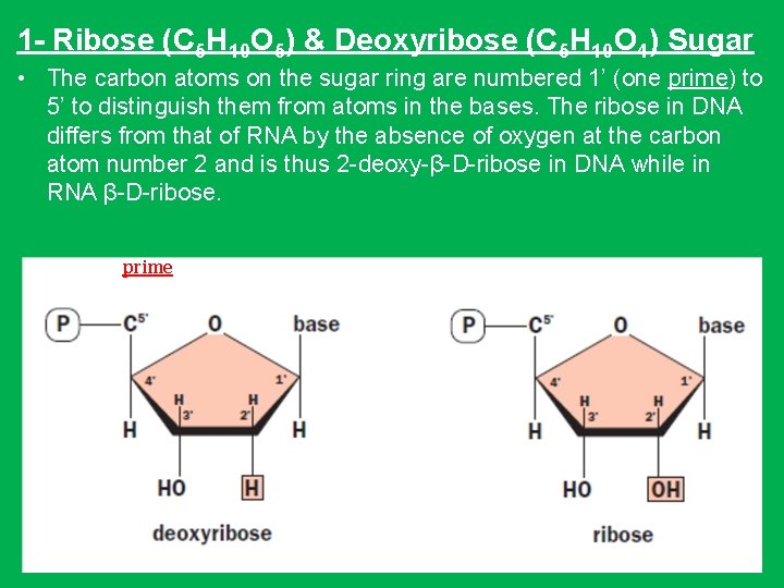 1 - Ribose (C 5 H 10 O 5) & Deoxyribose (C 5 H