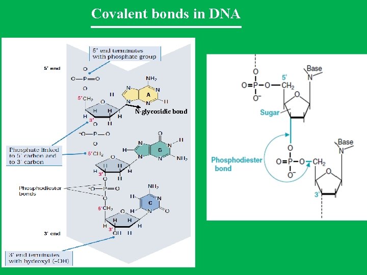 Covalent bonds in DNA N-glycosidic bond 