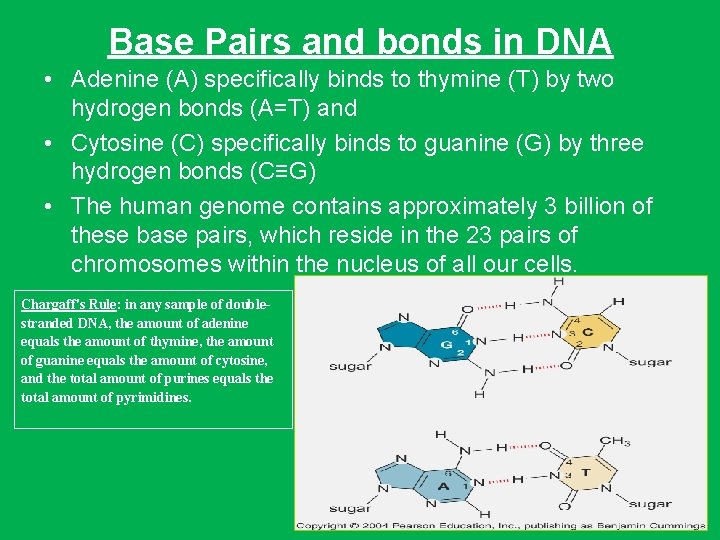 Base Pairs and bonds in DNA • Adenine (A) specifically binds to thymine (T)