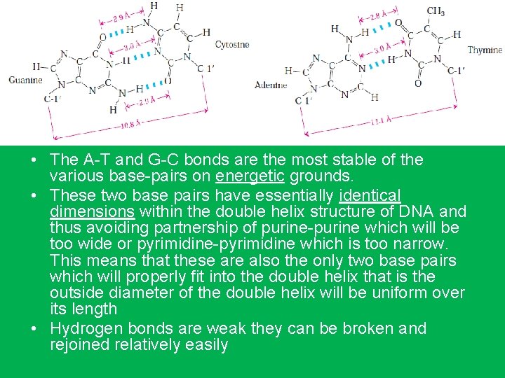  • The A-T and G-C bonds are the most stable of the various