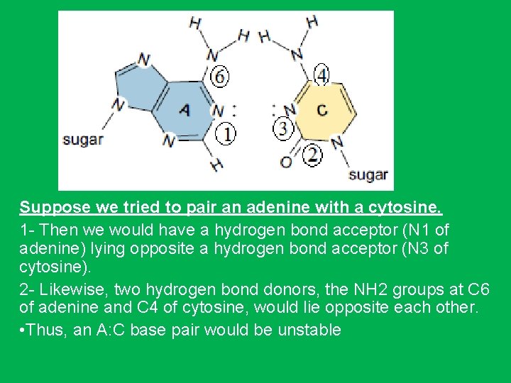 Suppose we tried to pair an adenine with a cytosine. 1 - Then we