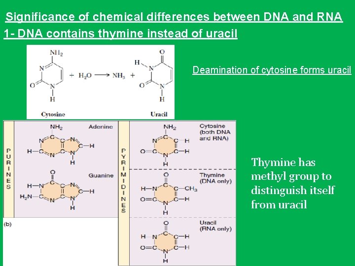 Significance of chemical differences between DNA and RNA 1 - DNA contains thymine instead