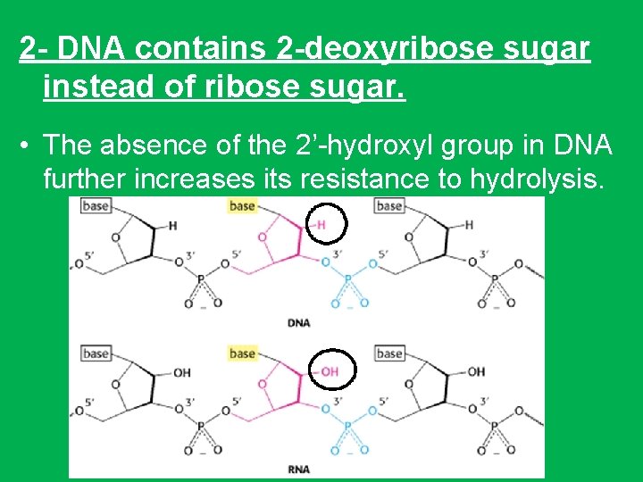 2 - DNA contains 2 -deoxyribose sugar instead of ribose sugar. • The absence