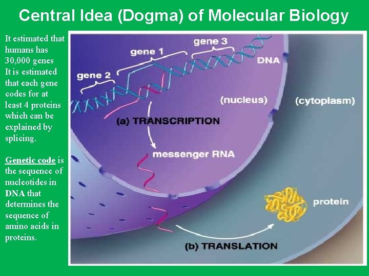 Central Idea (Dogma) of Molecular Biology It estimated that humans has 30, 000 genes