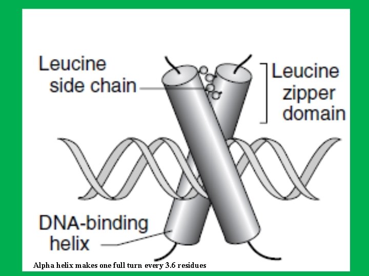 Alpha helix makes one full turn every 3. 6 residues 