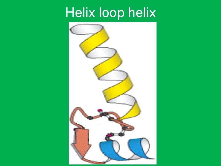 Helix loop helix 