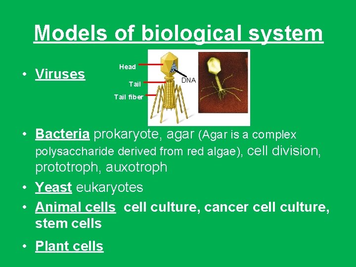 Models of biological system • Viruses Head Tail DNA Tail fiber • Bacteria prokaryote,