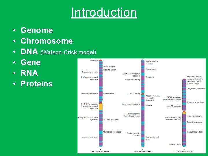 Introduction • • • Genome Chromosome DNA (Watson-Crick model) Gene RNA Proteins 