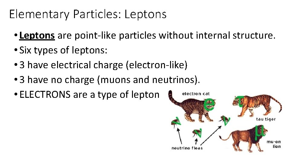 Elementary Particles: Leptons • Leptons are point-like particles without internal structure. • Six types Elementary Particles: Leptons • Leptons are point-like particles without internal structure. • Six types