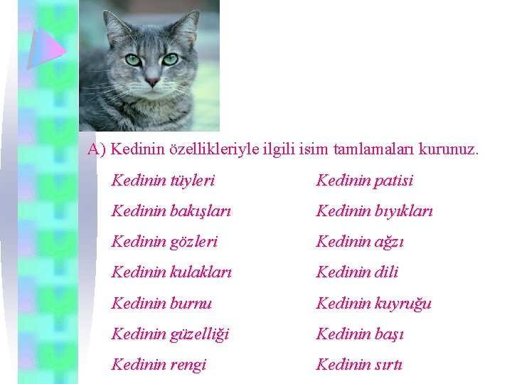 A) Kedinin özellikleriyle ilgili isim tamlamaları kurunuz. Kedinin tüyleri Kedinin patisi Kedinin bakışları Kedinin