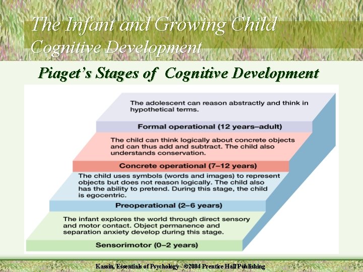 The Infant and Growing Child Cognitive Development Piaget’s Stages of Cognitive Development Kassin, Essentials