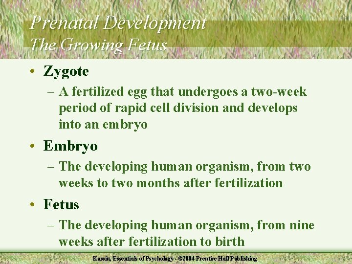 Prenatal Development The Growing Fetus • Zygote – A fertilized egg that undergoes a