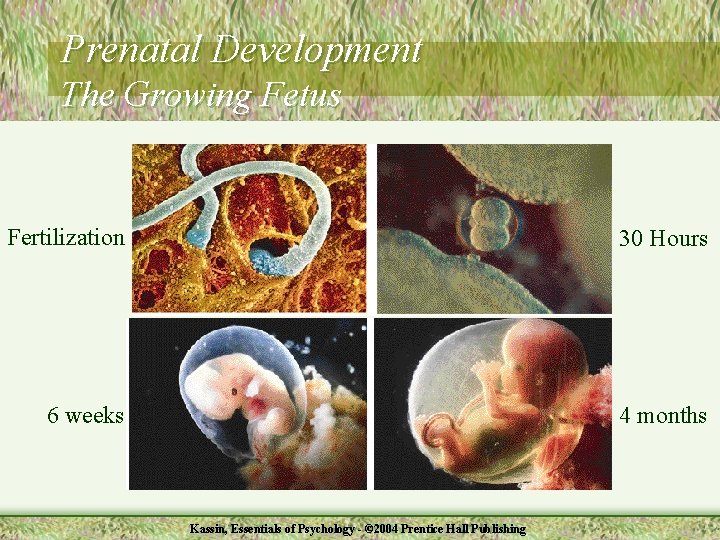 Prenatal Development The Growing Fetus Fertilization 30 Hours 6 weeks 4 months Kassin, Essentials