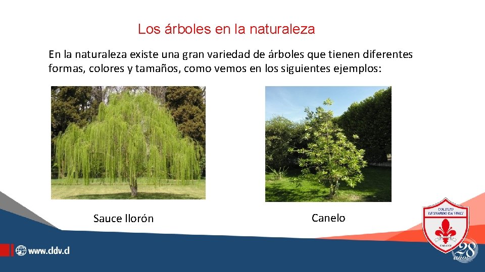 Los árboles en la naturaleza En la naturaleza existe una gran variedad de árboles