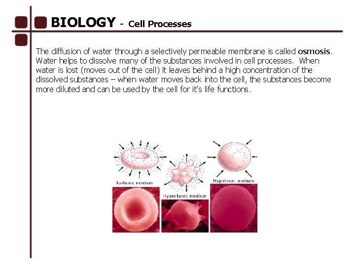 BIOLOGY - Cell Processes The diffusion of water through a selectively permeable membrane is