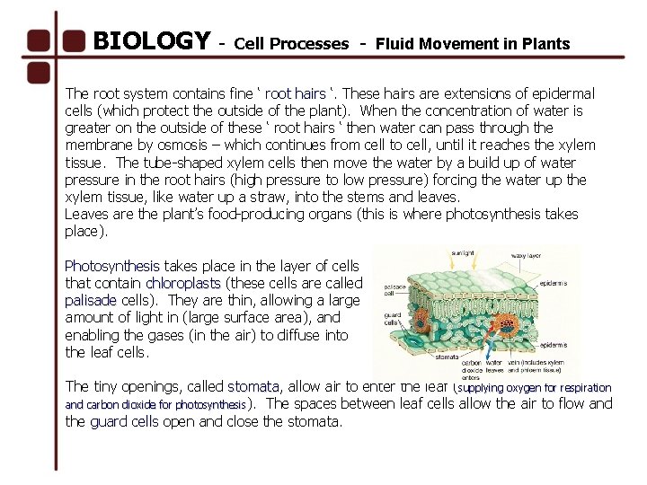 BIOLOGY - Cell Processes - Fluid Movement in Plants The root system contains fine