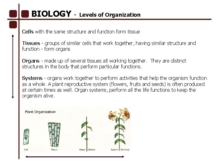 BIOLOGY - Levels of Organization Cells with the same structure and function form tissue