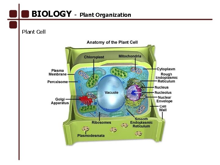 BIOLOGY Plant Cell Plant Organization 