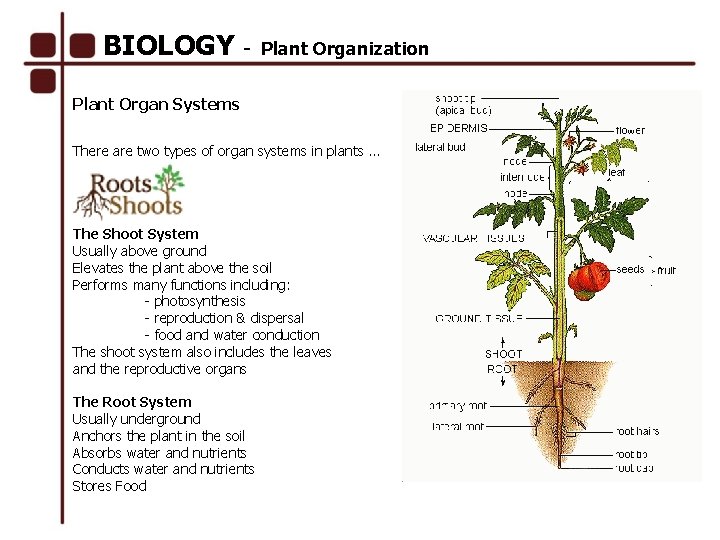 BIOLOGY - Plant Organization Plant Organ Systems There are two types of organ systems