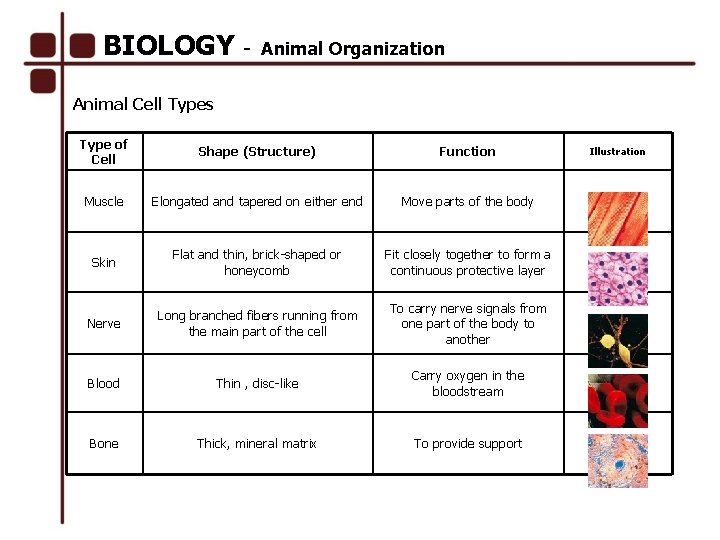 BIOLOGY - Animal Organization Animal Cell Types Type of Cell Shape (Structure) Function Muscle
