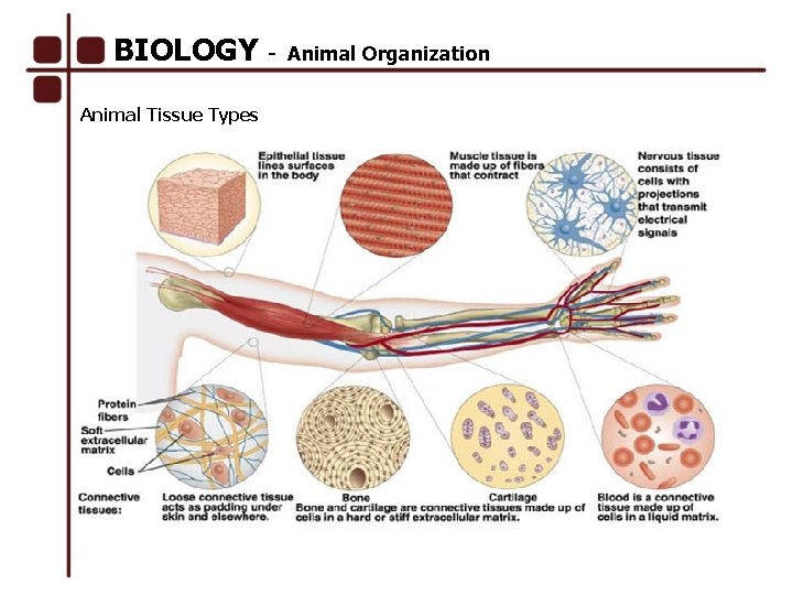 BIOLOGY Animal Tissue Types Animal Organization 