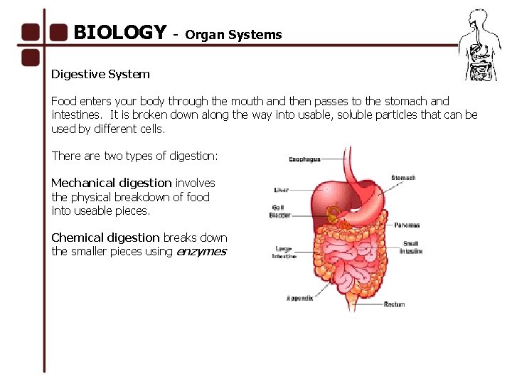BIOLOGY - Organ Systems Digestive System Food enters your body through the mouth and