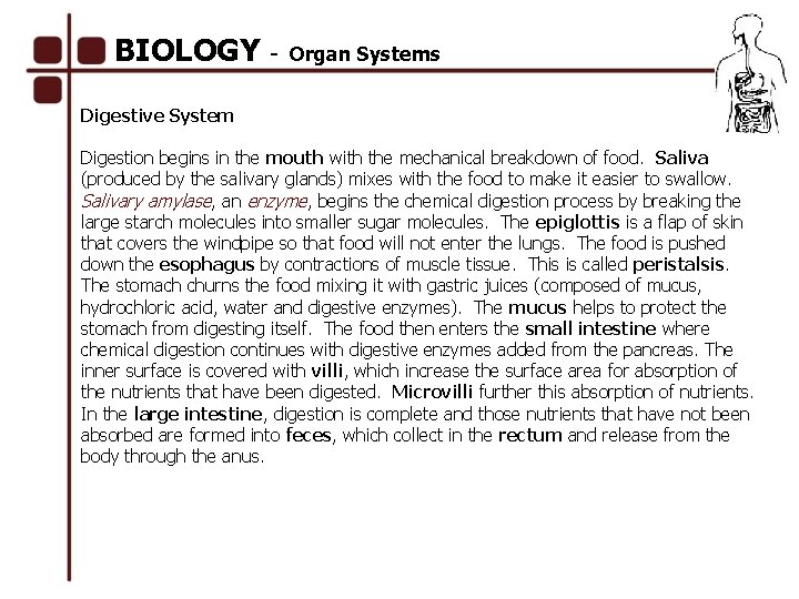 BIOLOGY - Organ Systems Digestive System Digestion begins in the mouth with the mechanical