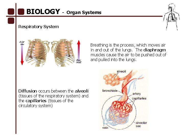 BIOLOGY - Organ Systems Respiratory System Breathing is the process, which moves air in