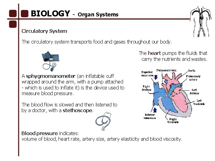 BIOLOGY - Organ Systems Circulatory System The circulatory system transports food and gases throughout
