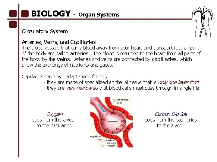 BIOLOGY - Organ Systems Circulatory System Arteries, Veins, and Capillaries The blood vessels that
