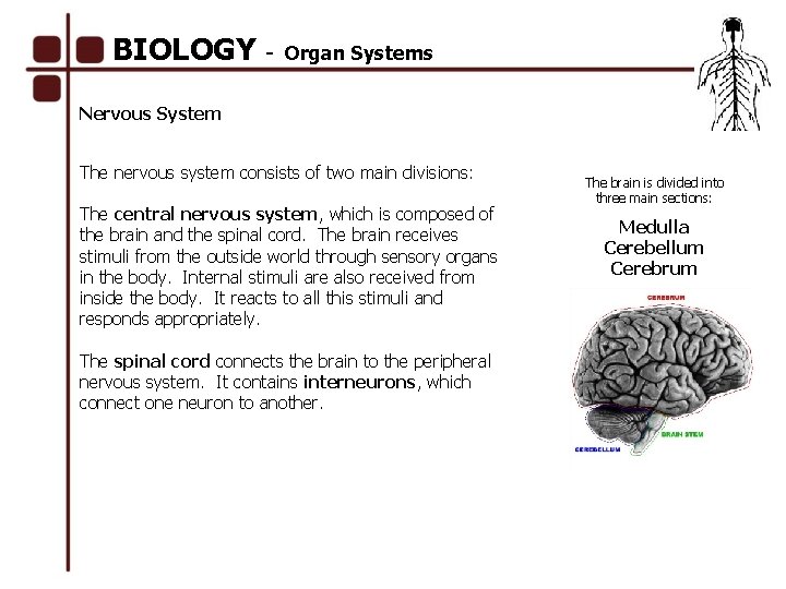 BIOLOGY - Organ Systems Nervous System The nervous system consists of two main divisions: