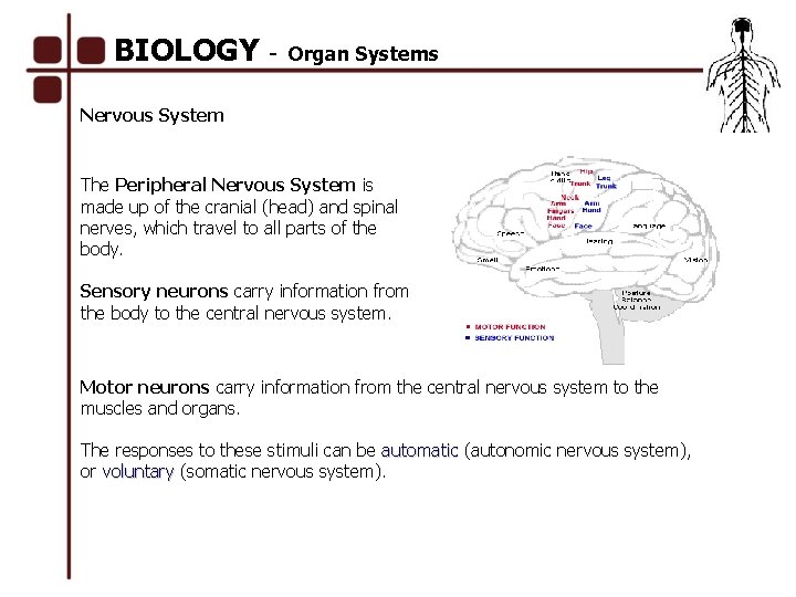 BIOLOGY - Organ Systems Nervous System The Peripheral Nervous System is made up of