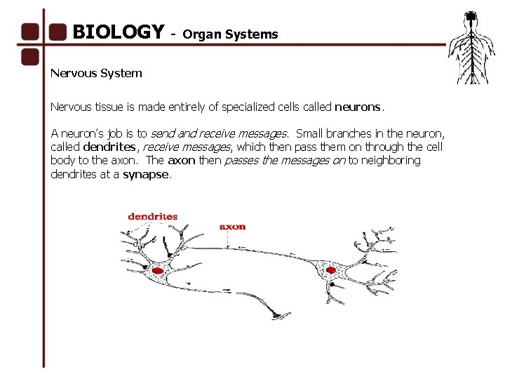 BIOLOGY - Organ Systems Nervous System Nervous tissue is made entirely of specialized cells