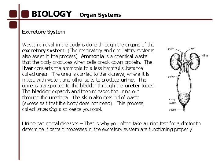 BIOLOGY - Organ Systems Excretory System Waste removal in the body is done through