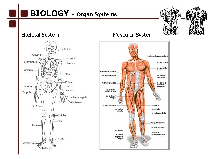 BIOLOGY Skeletal System Organ Systems Muscular System 