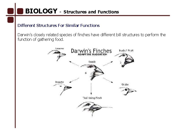 BIOLOGY - Structures and Functions Different Structures For Similar Functions Darwin’s closely related species