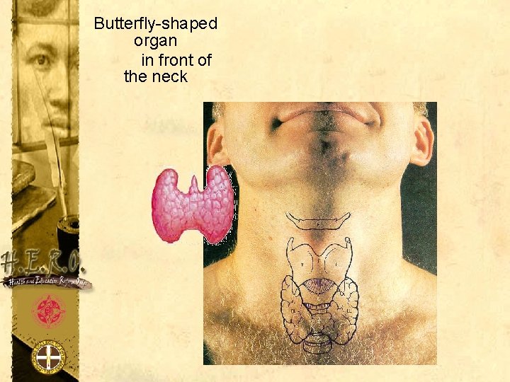 Butterfly-shaped organ in front of the neck 