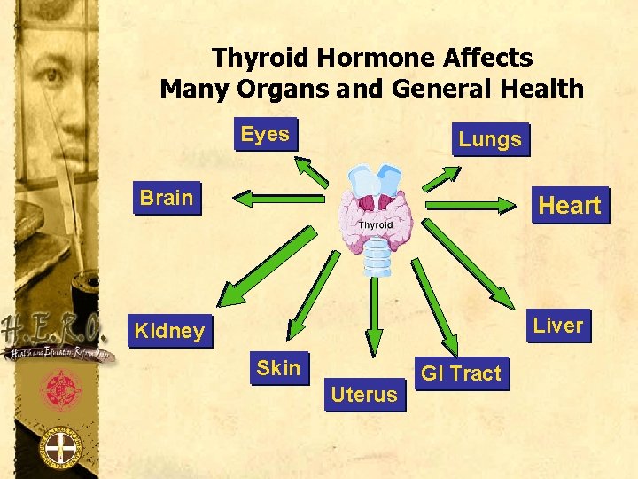 Thyroid Hormone Affects Many Organs and General Health Eyes Lungs Brain Heart Kidney Liver