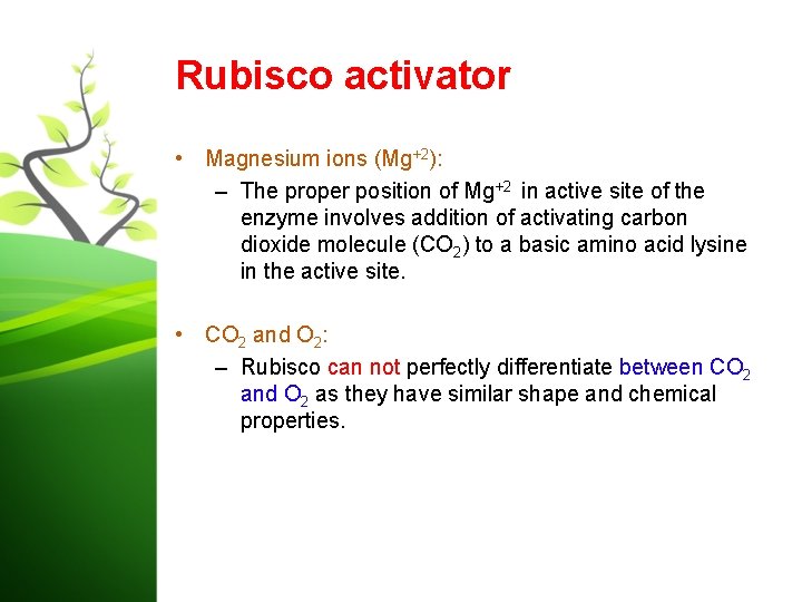 Rubisco activator • Magnesium ions (Mg+2): – The proper position of Mg+2 in active
