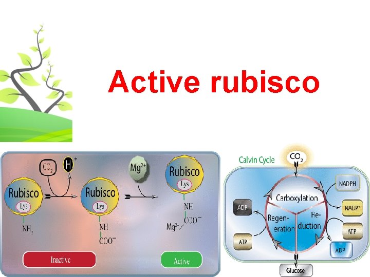 Active rubisco 