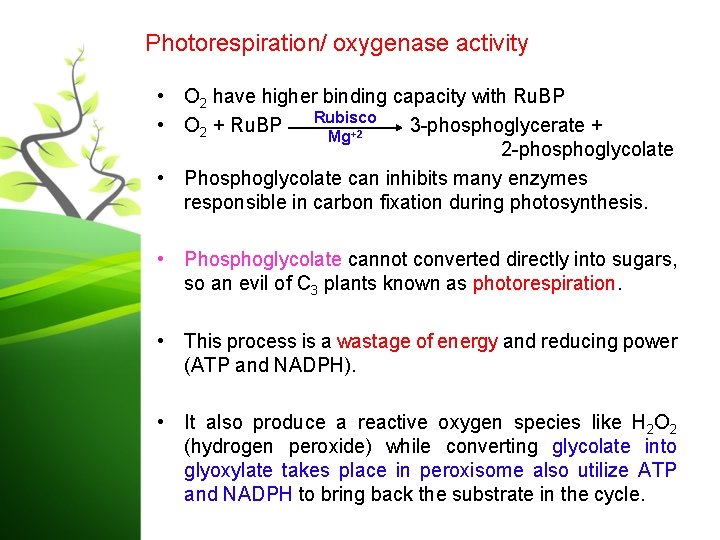 Photorespiration/ oxygenase activity • O 2 have higher binding capacity with Ru. BP Rubisco