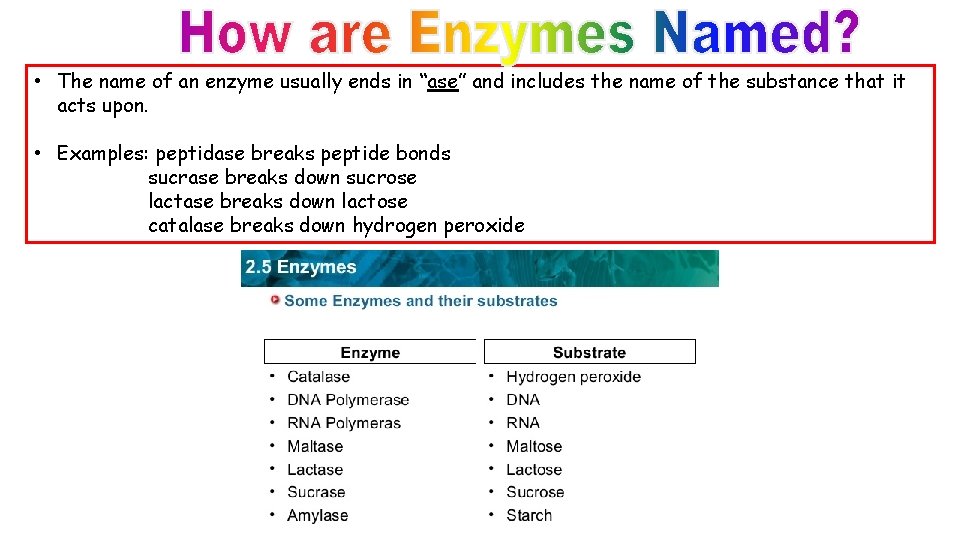  • The name of an enzyme usually ends in “ase” and includes the