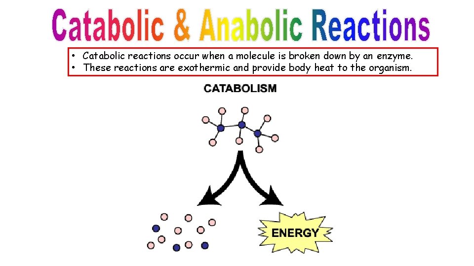  • Catabolic reactions occur when a molecule is broken down by an enzyme.