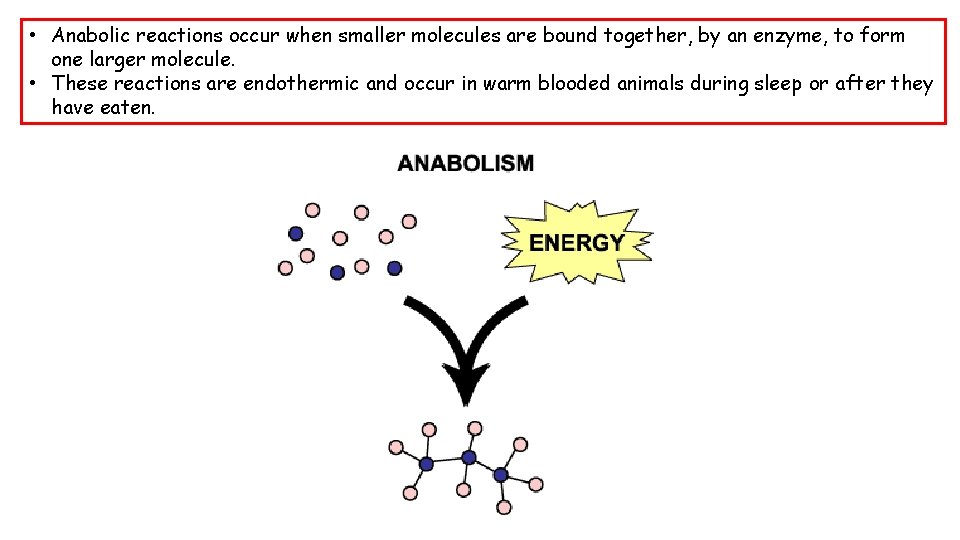  • Anabolic reactions occur when smaller molecules are bound together, by an enzyme,