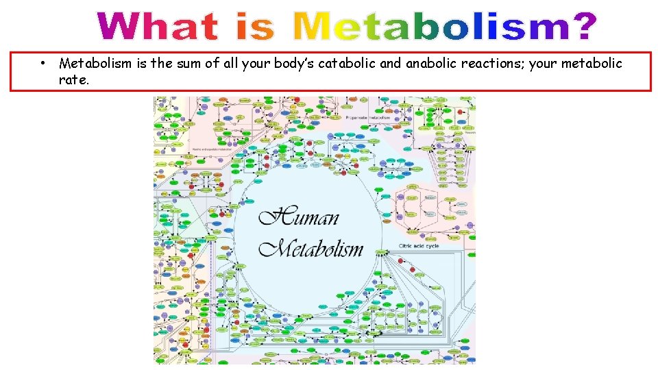  • Metabolism is the sum of all your body’s catabolic and anabolic reactions;