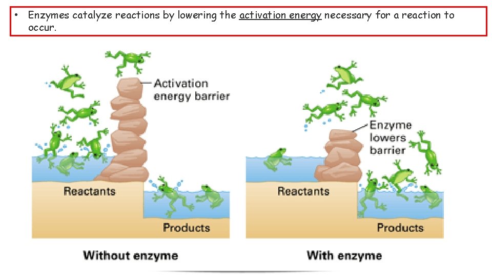  • Enzymes catalyze reactions by lowering the activation energy necessary for a reaction
