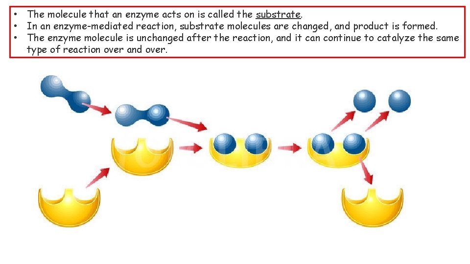  • The molecule that an enzyme acts on is called the substrate. •