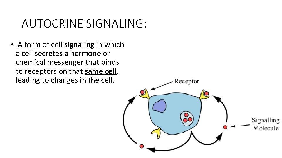 AUTOCRINE SIGNALING: • A form of cell signaling in which a cell secretes a