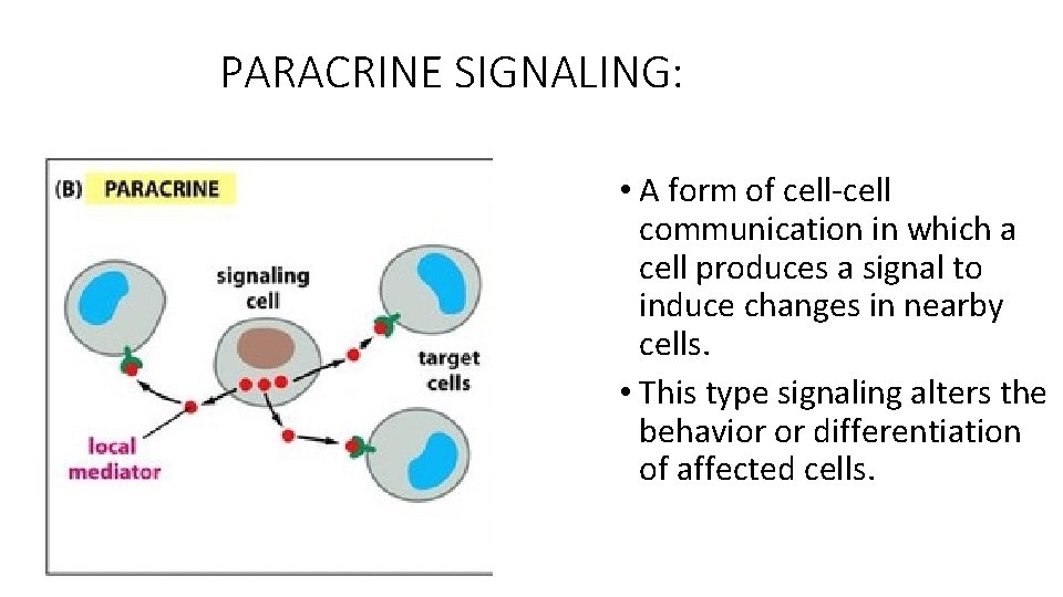 PARACRINE SIGNALING: • A form of cell-cell communication in which a cell produces a